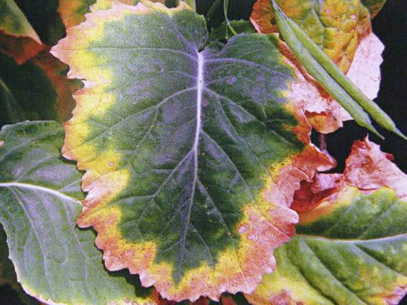 Figure 1: Severe potash deficiency symptoms, oilseed rape leaf (source: IPI).