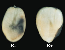 Internal blackening of potato