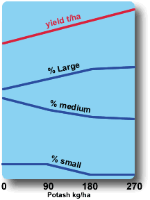 % of yield by size of tubers