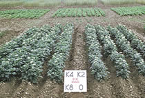 Potato plots at Rothamsted illustrate the value of soil K reserves. Four potash fertiliser treatments on soil at K Index 2