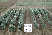 Potato plots at Rothamsted illustrate the value of soil K reserves. Four potash fertiliser treatments on soil at K Index 1