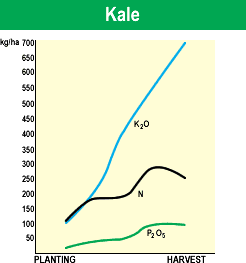 Kale