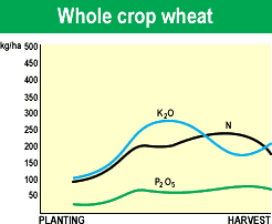Whole crop wheat