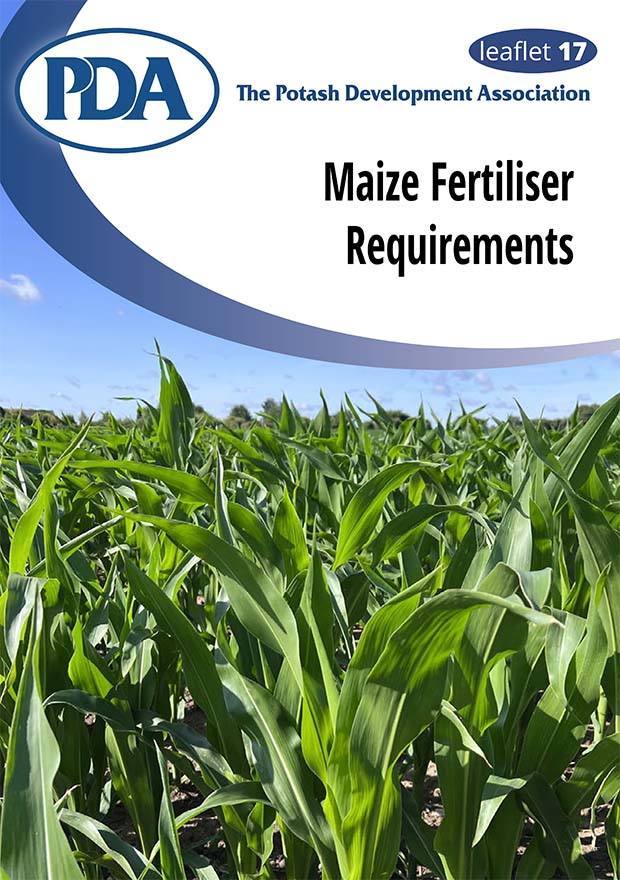 Maize crop