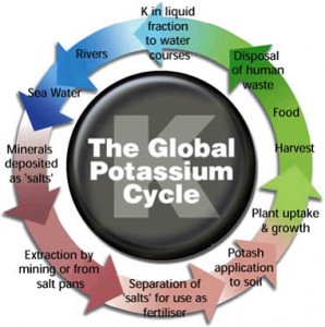 The Global Potash (K) Cycle