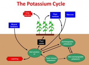 The Pools in the Cycling of Potassium