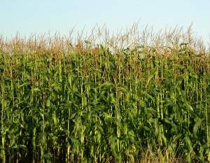 Maize benefits from the application of Potash