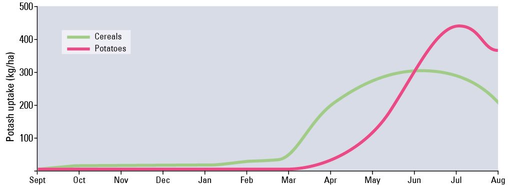 Potash uptake through the season