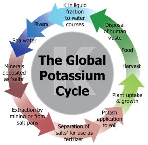 The Global Potassium Cycle