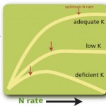 Effect of potash on nitrogen response