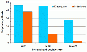 Figure 1: Effect of potassium supply and drought on photosynthetic activity in wheat leaves.