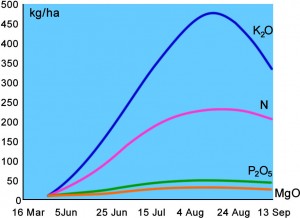 Fig 3: Nutrient uptake of a typical 55 t/ha Potato Crop