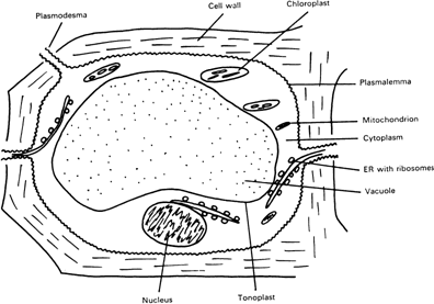 Figure 3. Simplified representation of a plant mesophyll cell, showing the vacuole, from Mengel and Kirkby 'Principles of Plant Nutrition', IPI, 1987.