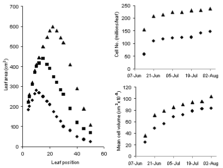 Figure 4. Effects of low (low soil fertility), normal (normal soil fertility) and high soil N fertility on the size of individual sugar beet leaves and the number of cells and mean cell size of the 15th leaf.