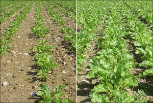 A K- deficient plot on the left compared with a correctly fertilised plot, taken during the recent trial work at Rothamsted