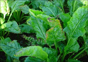 Leaves of sugar beet showing the sympotms of potassium deficiency