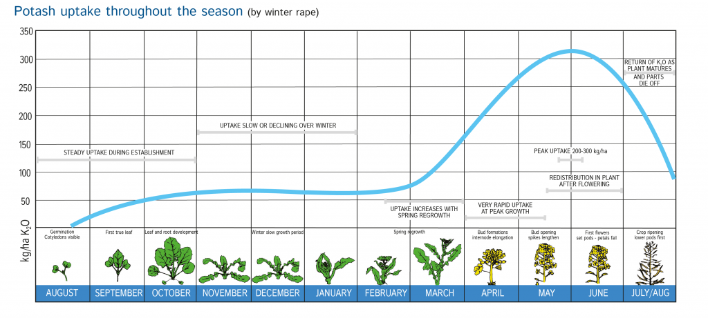 Potash uptake throughout the season (by winter rape)