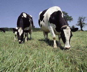 An adequate supply and balance of magnesium, sodium and potassium minerals is important to minimise the risk of metabolic disorders such as hypomagnesaemia (staggers or grass tetany) and milk fever and to ensure fertility.