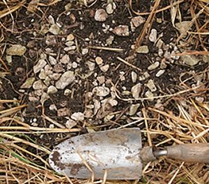 Shallow soil with 30% chalk stones