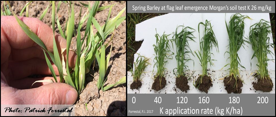 Figure 1. Visual early season deficiency symptoms and response to K application on a K deficient soil.