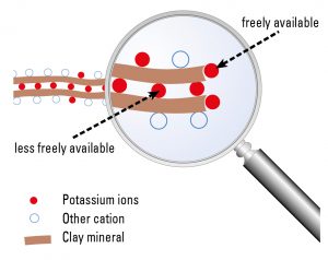 Clay minerals and cations