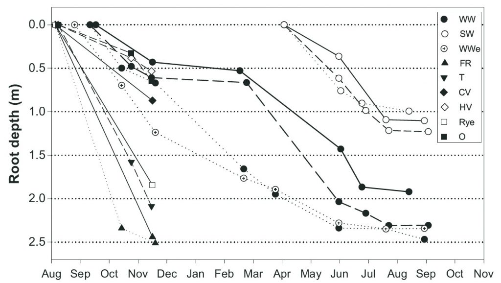 Figure 2. Depth penetration over time by winter wheat, spring wheat and catch crop roots.