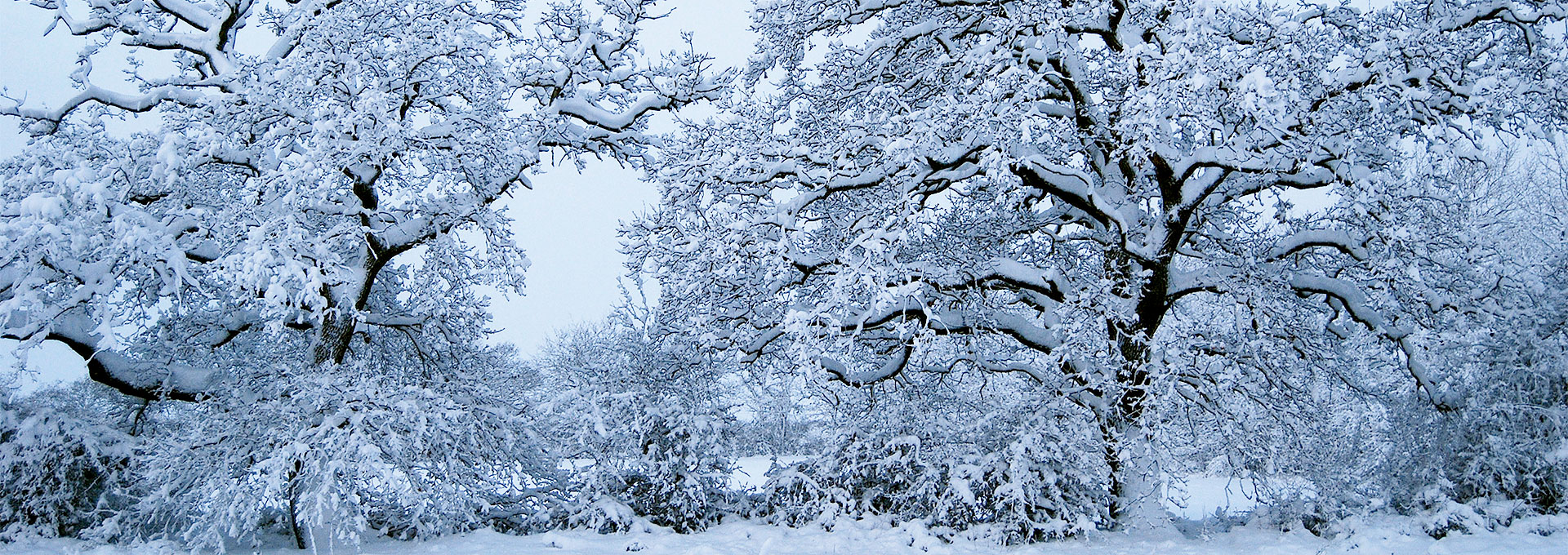 Role of potassium in frost resistance Potash Development Association