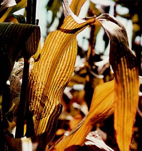 Maize magnesium (Mg) deficiency