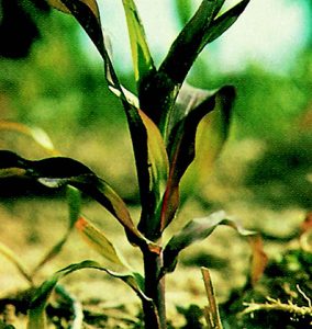 Phosphorus deficiency in Maize