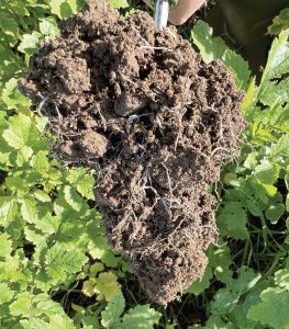Deep-rooted cover crops can help to rectify structural issues