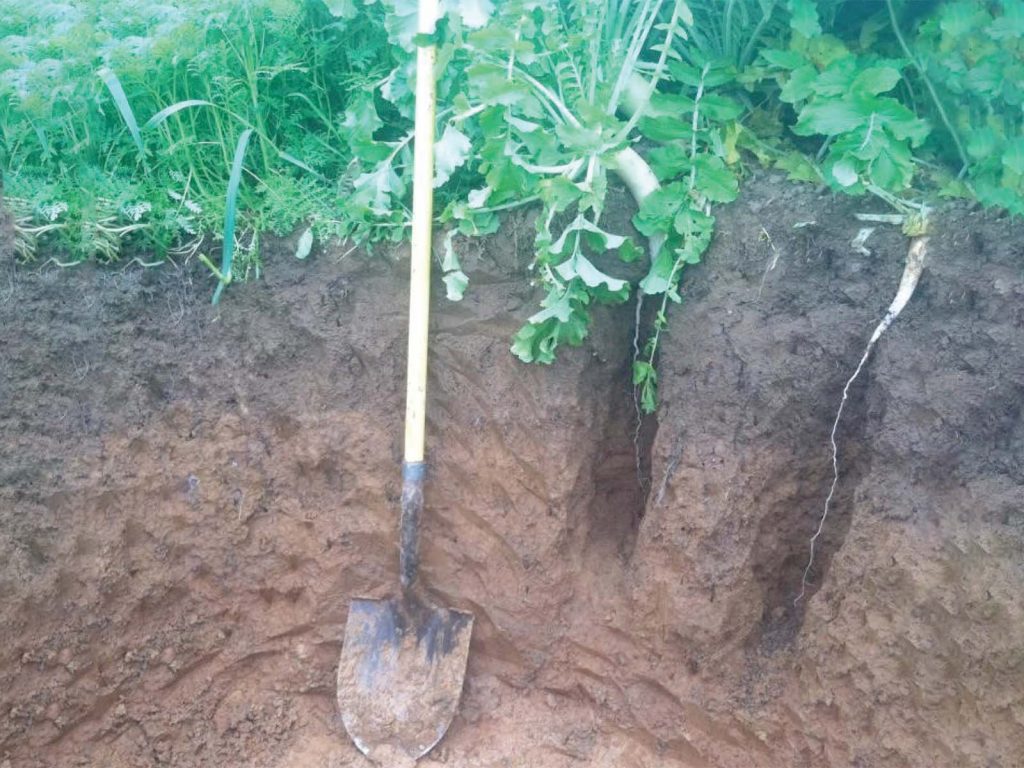 Radish (Raphanus sativus var. longipinnatus) cover crop taproots reaching into deep layers of the soil profile.