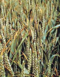 K deficiency in cereals