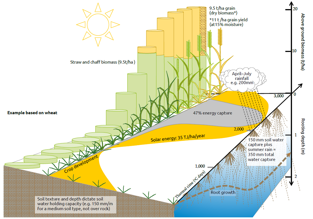 Figure 1. Summarises the capture and utilisation of natural resources, particularly solar energy, water and carbon dioxide in wheat (Source ADAS)