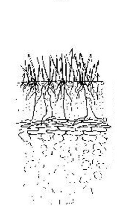 Poor shoot and root growth, compacted soils