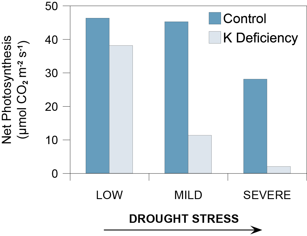 The graph shows the net photosynthesis of wheat leaves subjected to varied drought stress and potassium supply (Gupta et al., 1989).