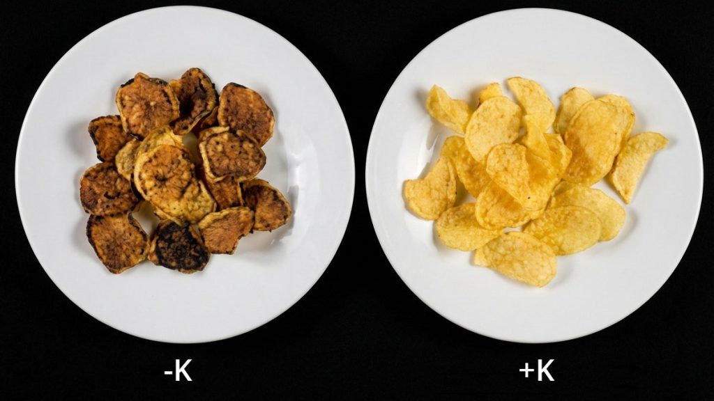 How does potash affect potato fry colour