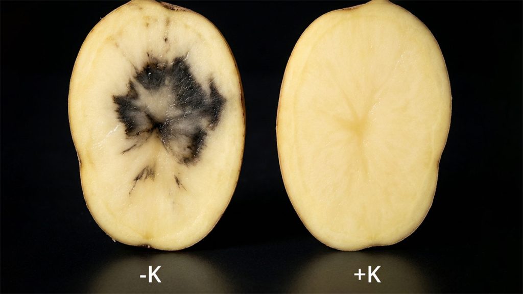 Potash affects internal blackening of potato